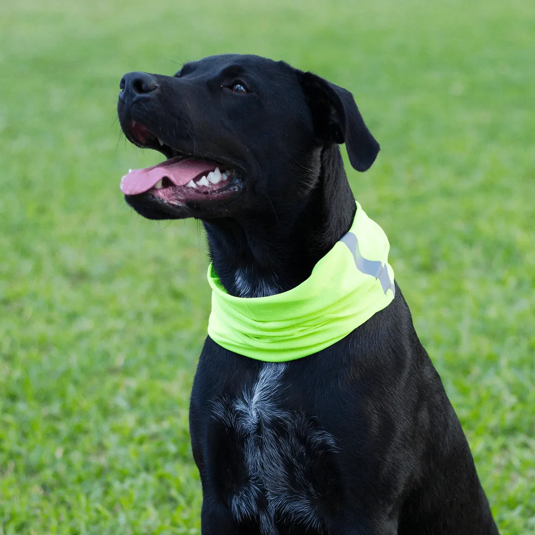 Dog Shields  | USA Bass