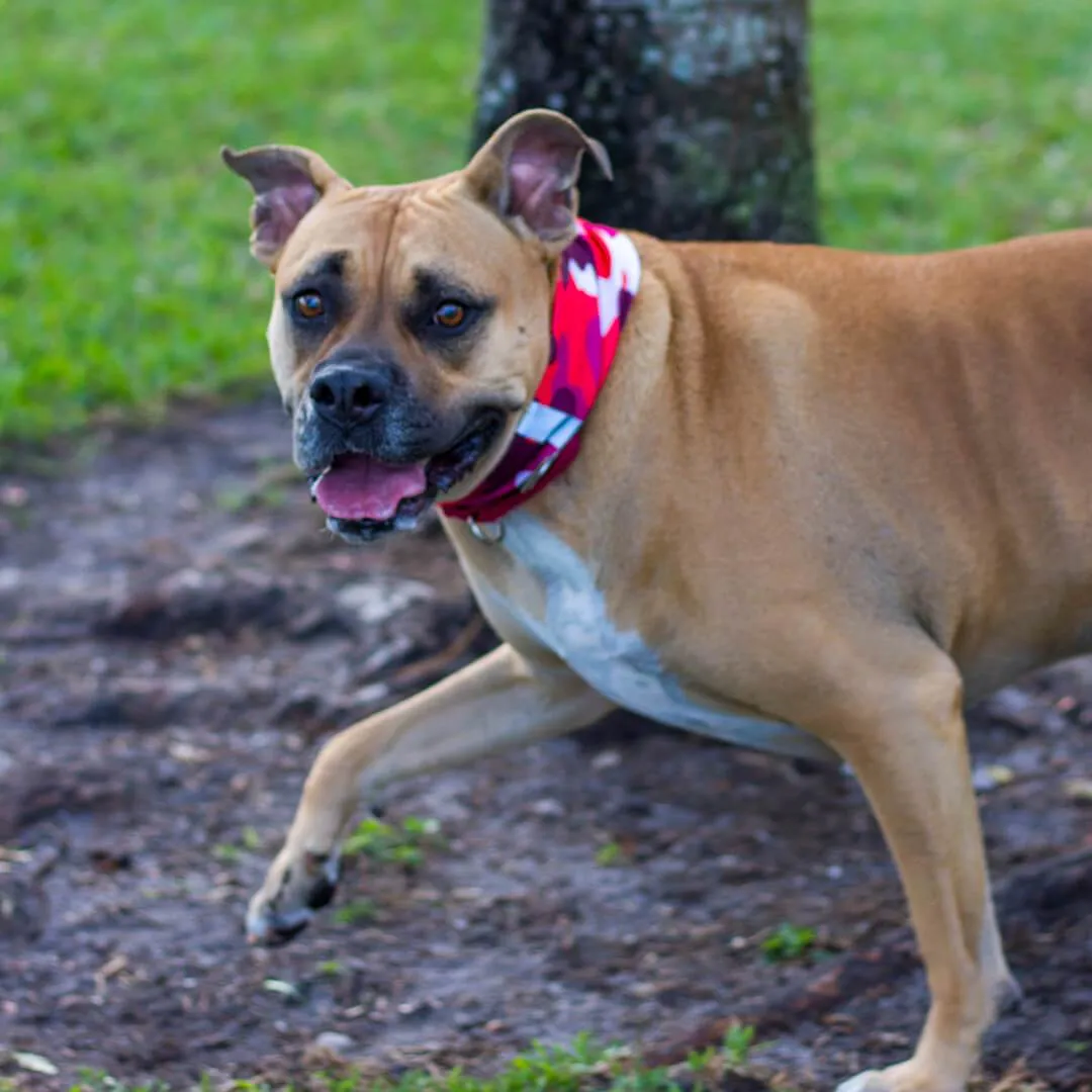 Dog Shields  | USA Bass