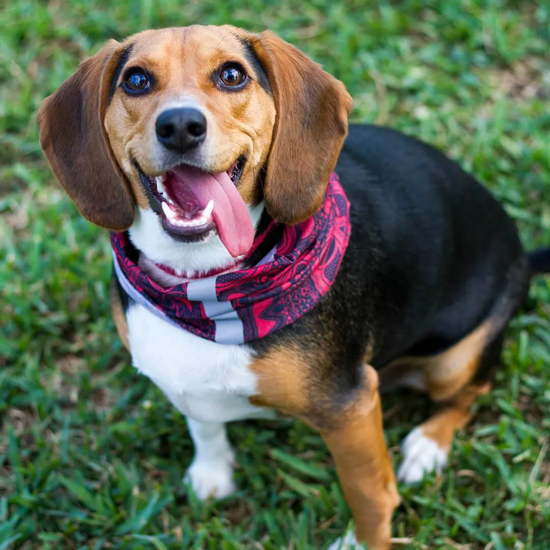 Dog Shields  | USA Bass